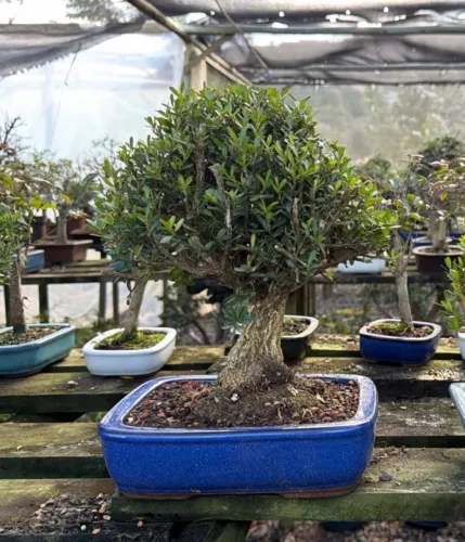 Bonsai Chinesa | Natural