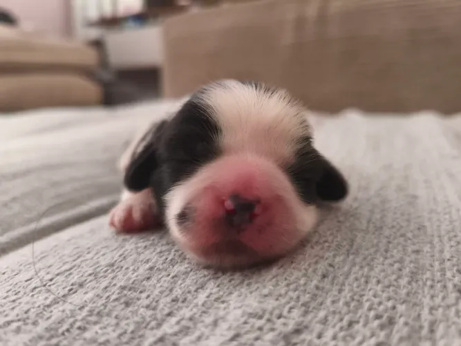 Vendo Lindo Lhasa Apso