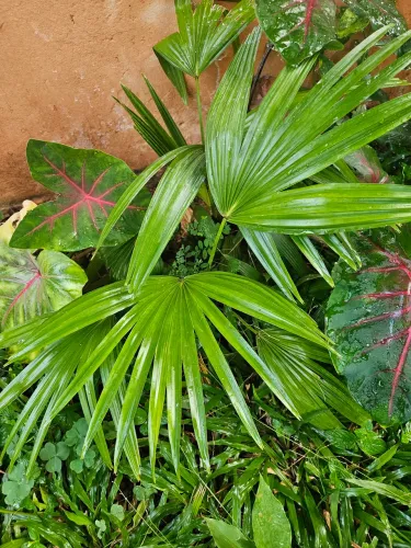 Palmeira washitonia