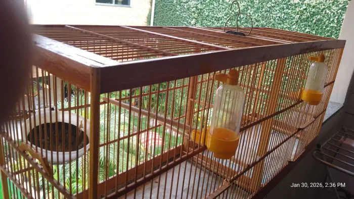 Gaiola criatório de canário 