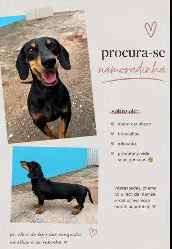 dachshund/salsinha