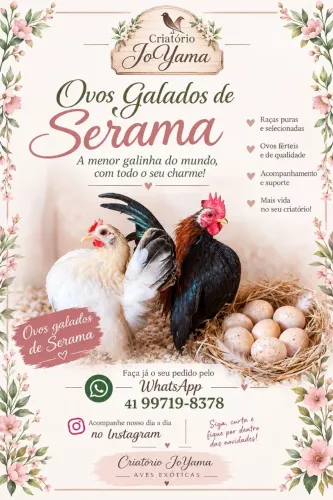 Ovos galados de Serama
