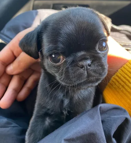Filhote pug, Quatro patas, dois olhos brilhantes e muito amor!