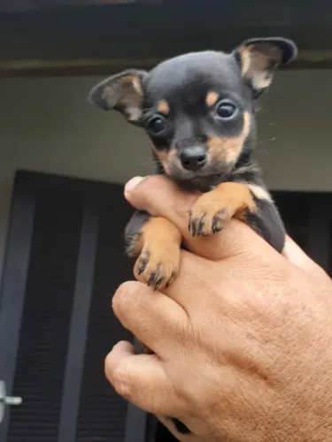 Pinscher a miniatura mais brava 