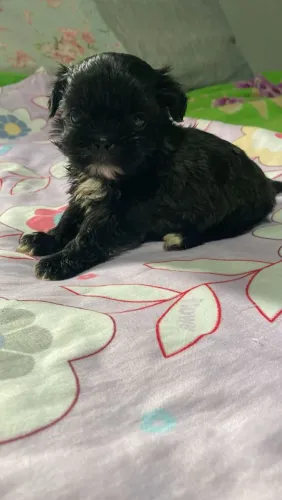 Cachorro shih Tzu