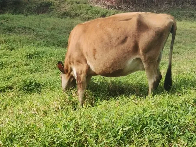 Vaca Jersey 