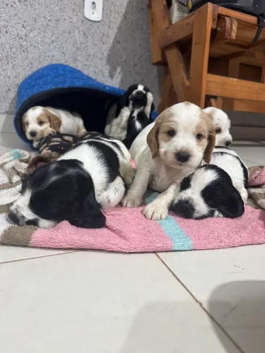 FILHOTES DE COCKER SPANIEL INGLÊS DISPONÍVEIS 