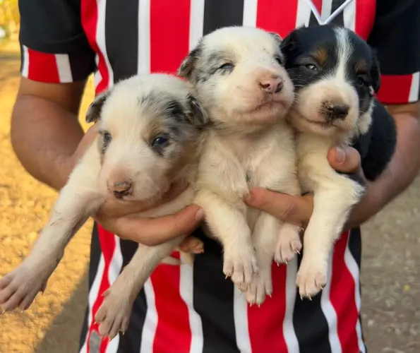 Filhotes De Border Collie legítimos- Lindas Cores (Goiás)