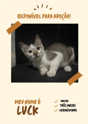 doção  de gatinho filhote 