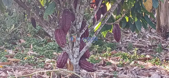 Fazenda à Venda para quem busca tranquilidade na Região do Japu 18,6 hectares com cultivo