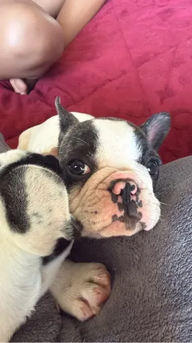 Buldogue francês