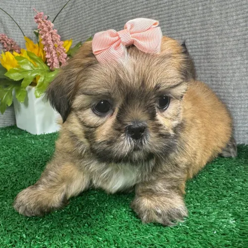 Shih tzu | Um companheiro leal, inteligente e extremamente dócil.