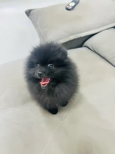Cachorro 