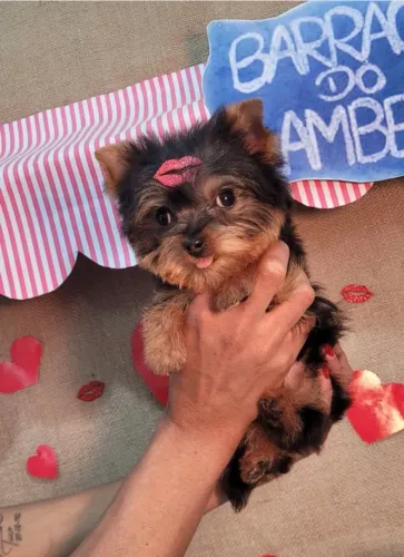 Vedo filhotes Yorkshire Terrier