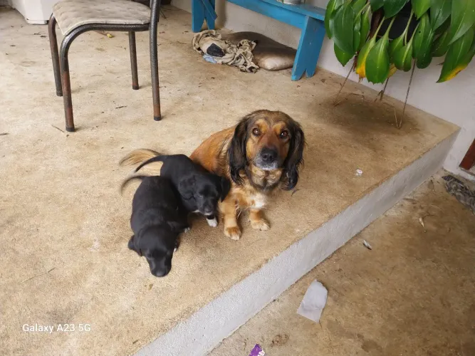 Dog pequeno para doações 