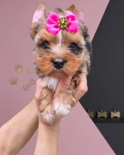 Princesa Yorkshire Merle Olhos Azuis