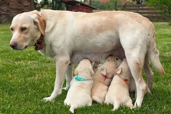 labrador , exelente com crianças e idosos