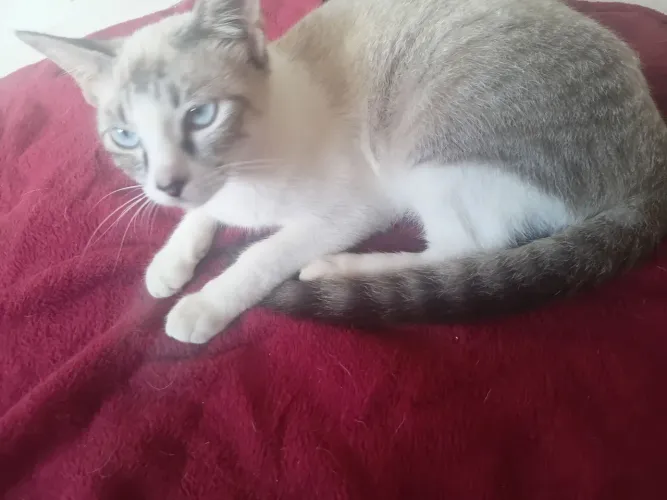 Doação gata fêmia