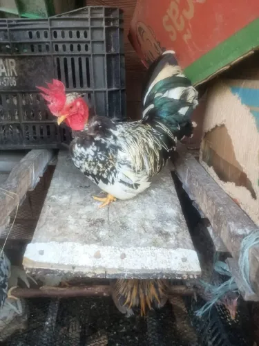 Vendo galo e galinha garnize interessado zap *0 sou de Bangu