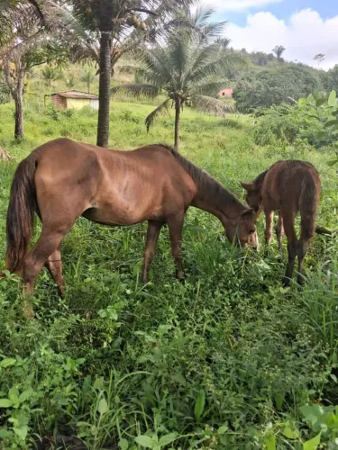 vendo égua com poldro macho