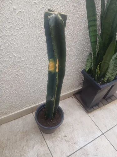 Cacto