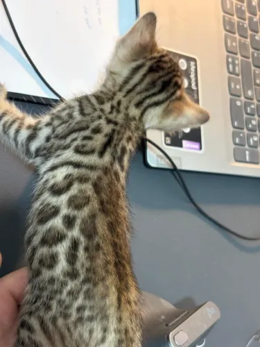 Gatos bengal