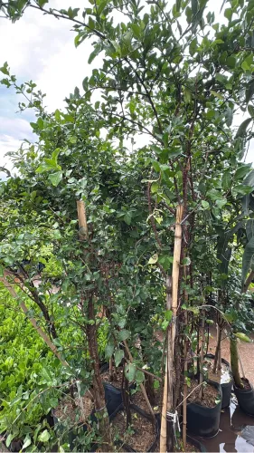 Muda de Acerola Produzindo