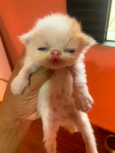 Gato Persa
