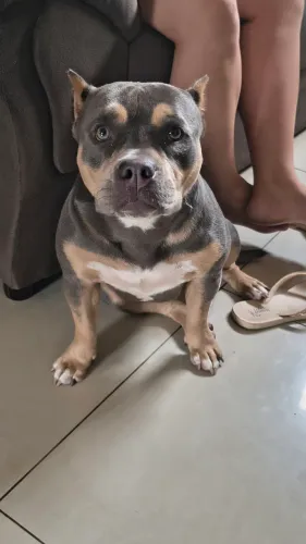 AMERICAN BULLY EXOTIC FÊMEA