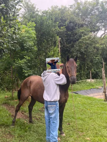 Vende-se um cavalo
