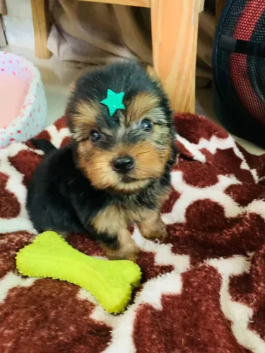 York perfeita bem fofinha