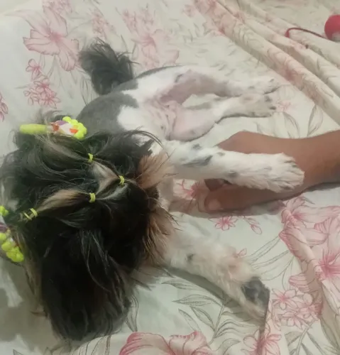 9mese dócil carinhosa adora brincar 