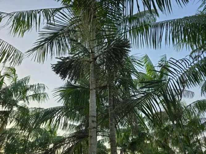 sitio 14 hectares com plantação de açaí, pimenta do reino muitas árvores frutíferas