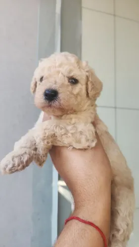 Poodle toy somente machos 