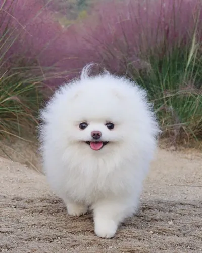 Lulu da Pomerânia simplesmente perfeito
