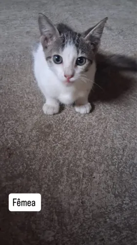 Doação de filhotinhos de gato