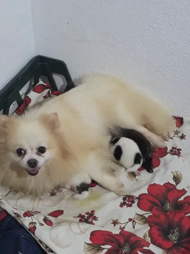 Spitz alemão ( Lulu da Pomerânia)
