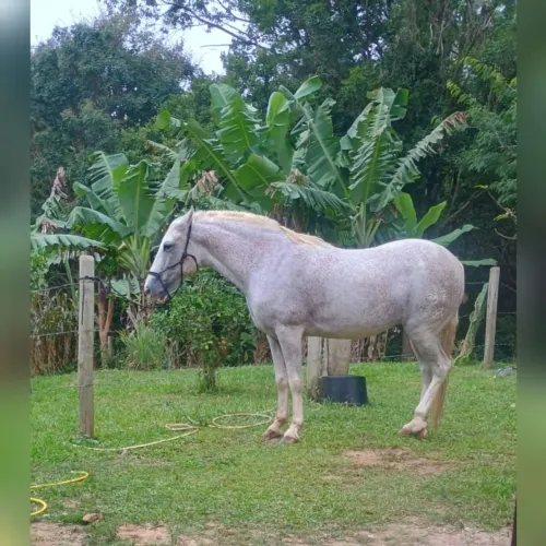 Cavalo 