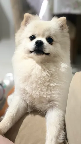 Spitz Alemão Macho 1 ano