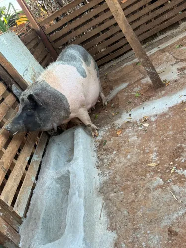 Porca 
