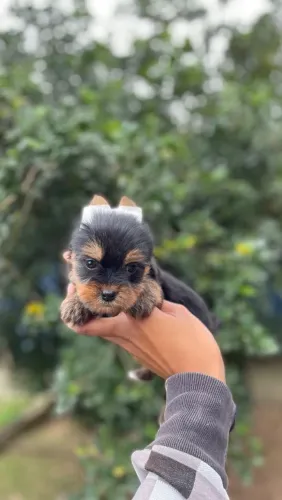 Macho de Yorkshire terrier micro 