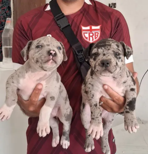 Pit Monster (Brazilian Bull)