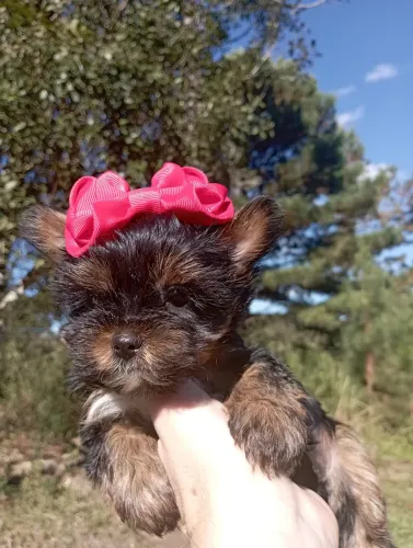 Yorkshire fêmea maravilhosa 3 meses