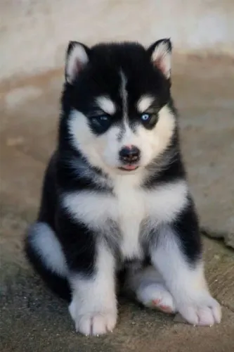 Filhote Husky Siberiano lindos