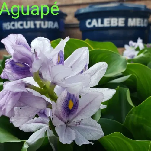4 mudas de Aguapé, planta para aquário, tanques de peixes e lagos