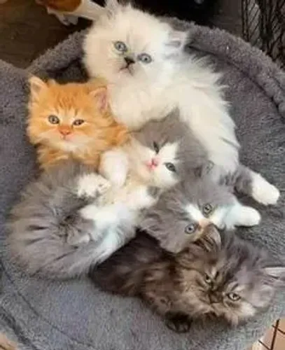 Charmosos Gato Persa