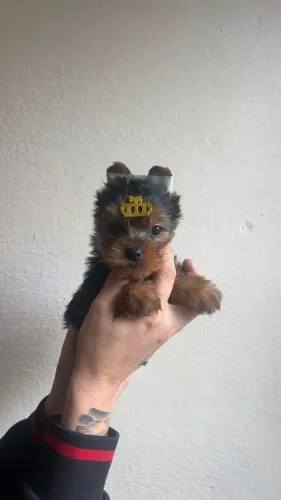 Yorkshire Terrier Filhote - Pequeno e Carinhoso