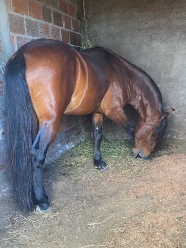 Cavalo mangalarga 