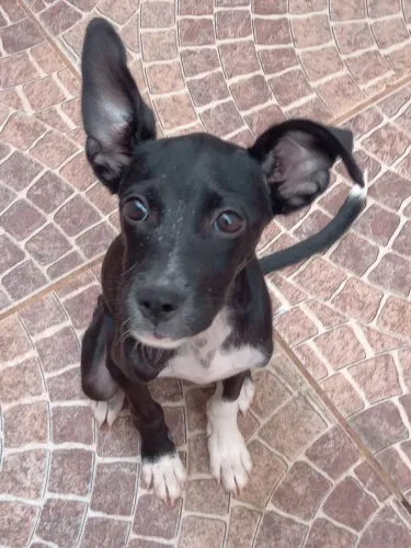 Fêmea para adoção 