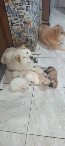 Filhotes albinos de Chow Chow raça pura temos caramelos também 